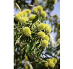 Castanea sativa ´Markus´ / Kaštan jedlý, 80-100 cm, C7