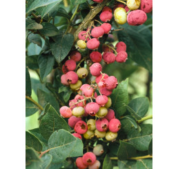 Vaccinium corymb. ´Pink Lemonade´ / Kanad. čučoriedka, C1,5