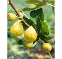 Ficus carica ´Dalmatia´ / Fíkovník , 30-40 cm, K12