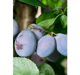 Prunus domestica  ´Jojo´ / Slivoň podzimní rezistentní, Wawit, 120/140, C7