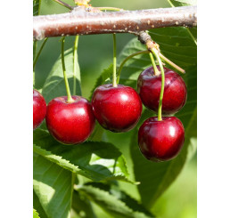 Prunus avium ´Summit´ / Třešeň, Gisela 5