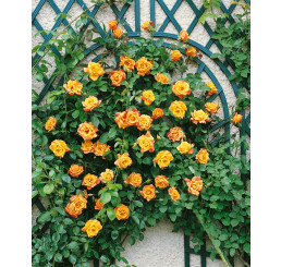 Rosa ´Clg. Sutter´s Gold´ / Růže popínavá, keř