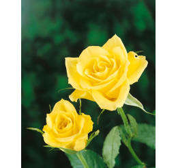 Rosa ´Golden Leader´ / Růže čajohybrid žlutá, keř, BK