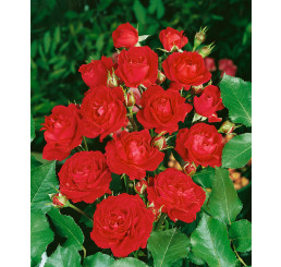 Rosa ´Nina Weibull´ / Růže mnohokvětá, keř, BK