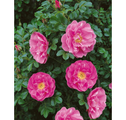 Rosa pomifera syn. villosa ´Karpatia´ / Růže dužnoplodá, 40/60, K13