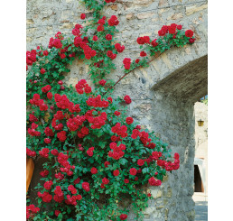 Rosa ´Clg. Paul Scarlet´ / Růže popínavá červená, keř, BK