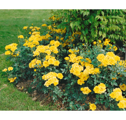 Rosa ´Citron´ / Růže mnohokvětá žlutá, C2