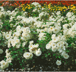 Rosa ´White ´ / Růže mnohokvětá bílá, keř, BK