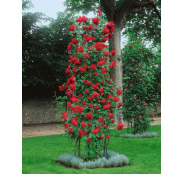 Rosa ´Clg. Paul Scarlet´ / Růže popínavá červená, keř, BK