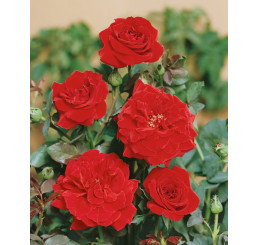 Rosa ´Clg. Don Juan´ / Růže popínavá červená, keř, C2
