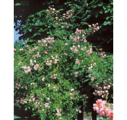 Rosa ´Clg.Balett´ / Růže popínavá růžová, keř, BK