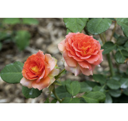 Rosa ´Animo´ / Růže mnohokvětá oranžová, keř, BK