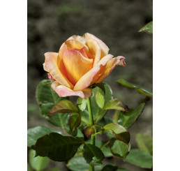 Rosa ´Consul´ / Růže čajohybrid oranžová, keř, C3