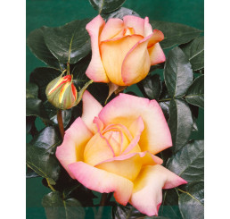 Rosa ´Peace´ / Růže čajohybrid, STROMEK 120 cm, BK