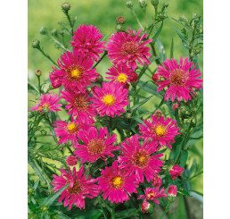 Aster novi-belgii 'Royal Ruby' / Astra novobelgická , K9