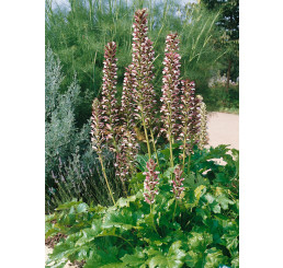 Acanthus hungaricus / Paznehtník uherský, K9