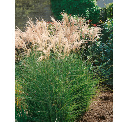 Miscanthus sinensis ´Kleine Fontäne´ / Ozdobnice čínská, K11