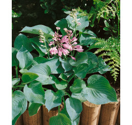 Hosta ´Blue Cadet´ / Bohyška / Funkie, K9