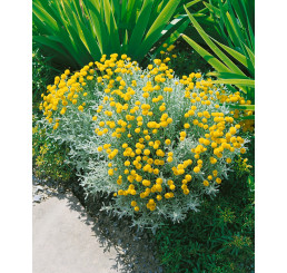 Santolina cham. ´Yellow Buttons´ / Svatolina cypřišková, K9