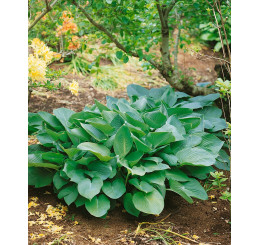 Hosta ´Big Daddy´ / Funkie / Bohyška, K14