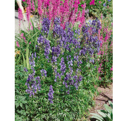 Aconitum napellus / Oměj šalamounek, C1,5