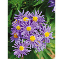 Aster dumosus ´Prof. Kippenberg´ / Hvězdnice křovitá / Astra, K9