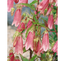 Campanula punctata ´Elizabeth´ / Zvonek tečkovaný, K9