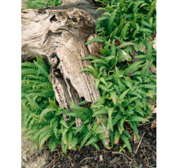 Blechnum Penna marina / Rebrovka, C1,5