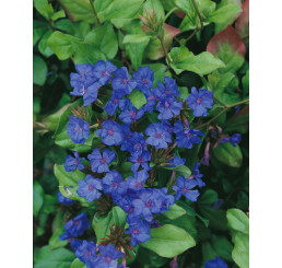Ceratostigma plumbaginoides / Rohoblizeň olověncovitá, K9