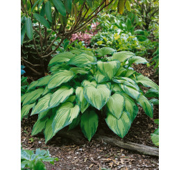 Hosta fortunei ´Albopicta´ / Funkie / Bohyška, K14