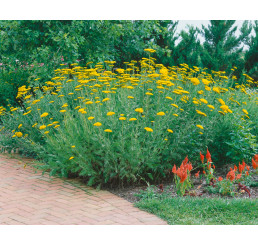 Achillea filipendulina ´Parker´s Variety´ / Řebříček tužebníkový , K9