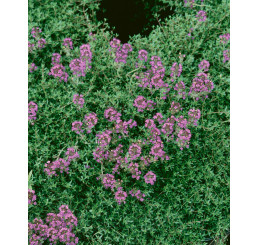 Thymus praecox ´Coccineus´ / Mateřídouška časná, K9