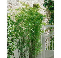 Fargesia (Arundinaria) murielae / Zahradní bambus, 100-125 cm, C10