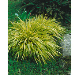 Hakonechloa macra ´Aureola´ / Rákosovka velká, starší trs, K11
