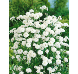 Achillea ptarmica ´The Pearl´ / Řebříček bertrám, K9