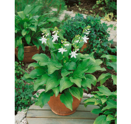 Hosta ´Royal Standard´ / Bohyška / Funkie, C1