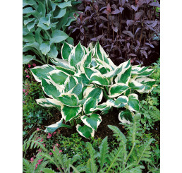 Hosta ´Patriot´ / Funkie / Bohyška fialová, C1