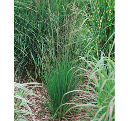 Molinia caerulea ´Heidebraut´ / Bezkolenec modrý, K9