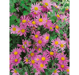 Dendranthema rubellum (Chrysanthemum) ´Clara Curtis´ / Chryzantéma / Listopadka, K9