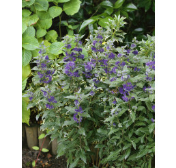 Caryopteris cland. ´Grand Blue´ / Ořechoplodec clandonský, 30-40 cm, C2