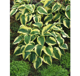 Hosta 'Mama Mia' / Funkia , C2