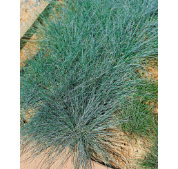 Festuca cinerea ´Azurit´ / Kostřava popelavá, K9