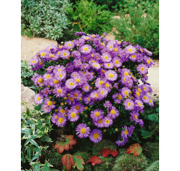 Aster novi belgii ´Dauerblau´ / Hvězdnice novobelgická , K9