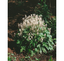 Tiarella wherryi / Jinochlop, K9