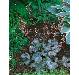 Heuchera americana ´Dale Strain´ / Dlužicha, K9