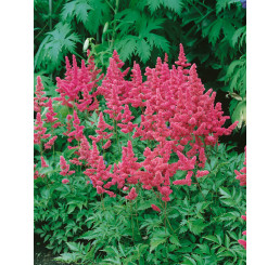 Astilbe japonica 'Köln' / Astilbe japonská, C1,5