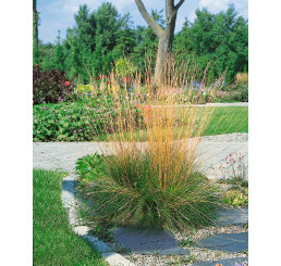 Festuca amethystina / Kostřava ametystová, K9