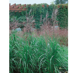 Miscanthus sinensis ´Purpurascens´ / Ozdobnice čínská, 30 - 40 cm, C1,5