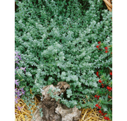 Helichrysum petiolare ´Silver Mini´ / Smil řapíkatý, bal. 6 ks, 6x K7