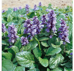 Ajuga reptans 'Catlin' s Giant '/ Zběhovac plazivý, K9
